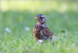<p>DROZD KVÍČALA (Turdus pilaris) /Fieldfare - Wacholderdrossel/</p>